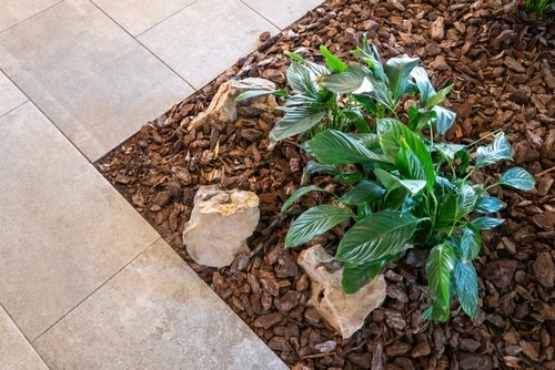 service single images