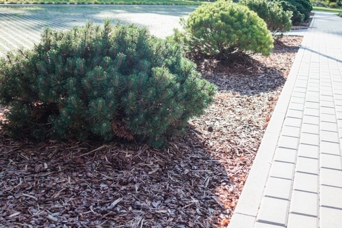 service single images